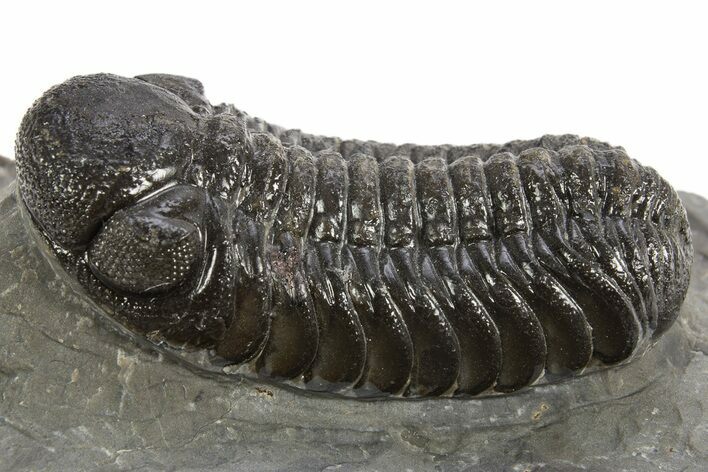 Detailed Austerops Trilobite - Ofaten, Morocco #325975